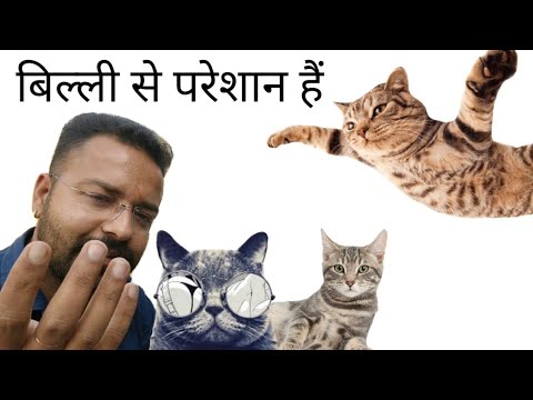 वीडियो: नाराज़ बिल्ली को कैसे शांत करें