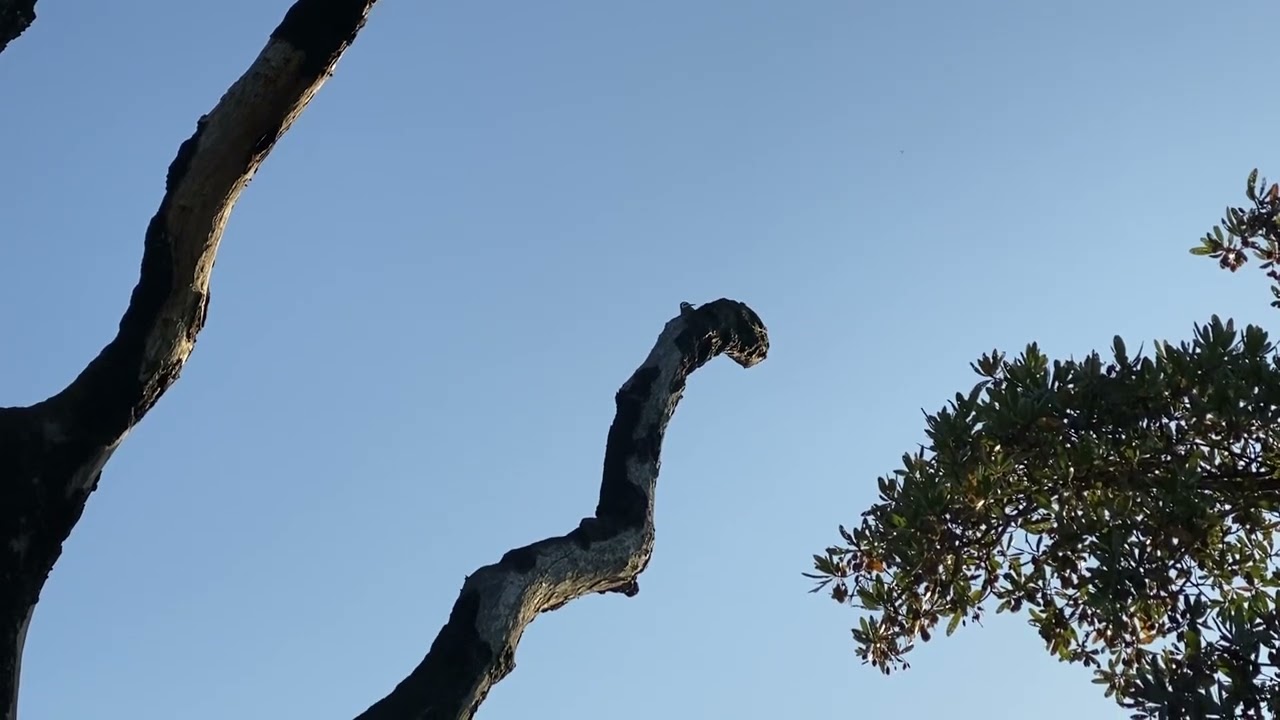 Bearded woodpecker, very loud drumming