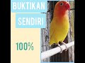 Download Lagu SUARA BURUNG LOVEBIRD MP3