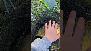 😂 #fishing #angeln #fischen #köder #pikefishing #glidebait #edit 🎣#karpfen