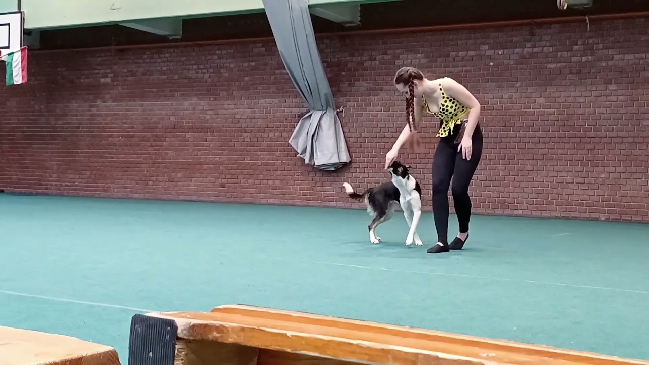 Dog Dancing Hungary