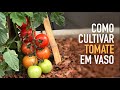 5 DICAS pra CULTIVAR TOMATE em VASO SEM VENENO