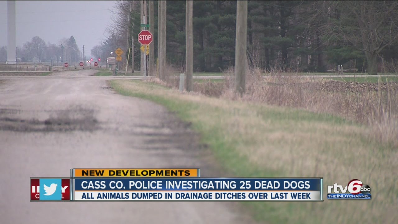 25 dogs, 1 cat found dead in Cass County ditches - YouTube