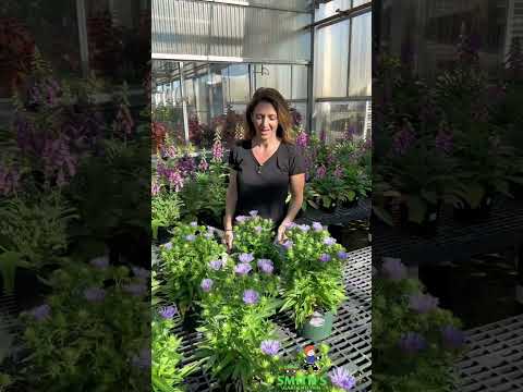 Video: Cultivo de Stokes Aster: información sobre la planta de Stokes Aster