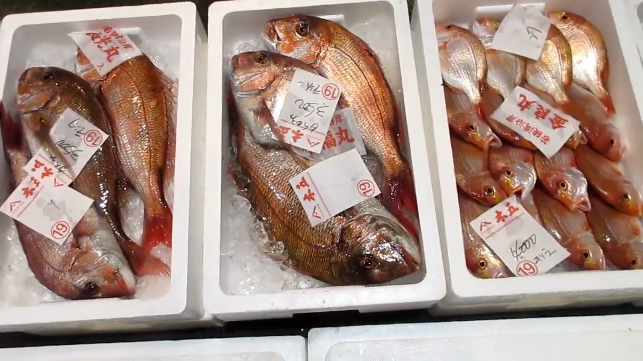 2026 4 30の若狭おばまの魚たち！ 底曳き、延縄、定置の魚たち！ 真鯛
