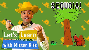 Learn to Draw a Sequoia Tree 🌲 | Directed Drawing | Let