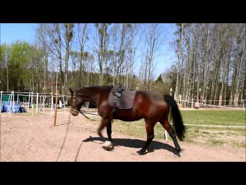 ## theblackpony stellt vor: Tutorial Longieren mit Dreieckszügeln