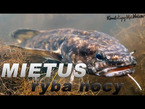 Wideo: Miętus Noc