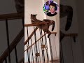 GATO ACRÓBATA!! (Animales Graciosos) #shorts