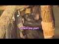 Twycross Zoo's baby bonobo named 'Biso'