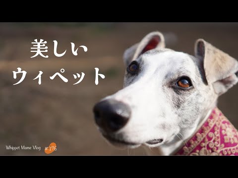 noriSTETSON Whippet ウィペット　タウニー noriSTETSON Whippet ウィペット タウニー Whippet from Japan