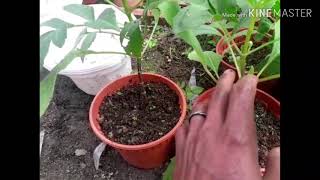 Download Lagu Tiga Cara tanam Bunga DAHLIA //Dari ubi dan stek (how to grow Dahlia flower) MP3 Download Lagu Tiga Cara tanam Bunga DAHLIA //Dari ubi dan stek (how to grow Dahlia flower) MP3