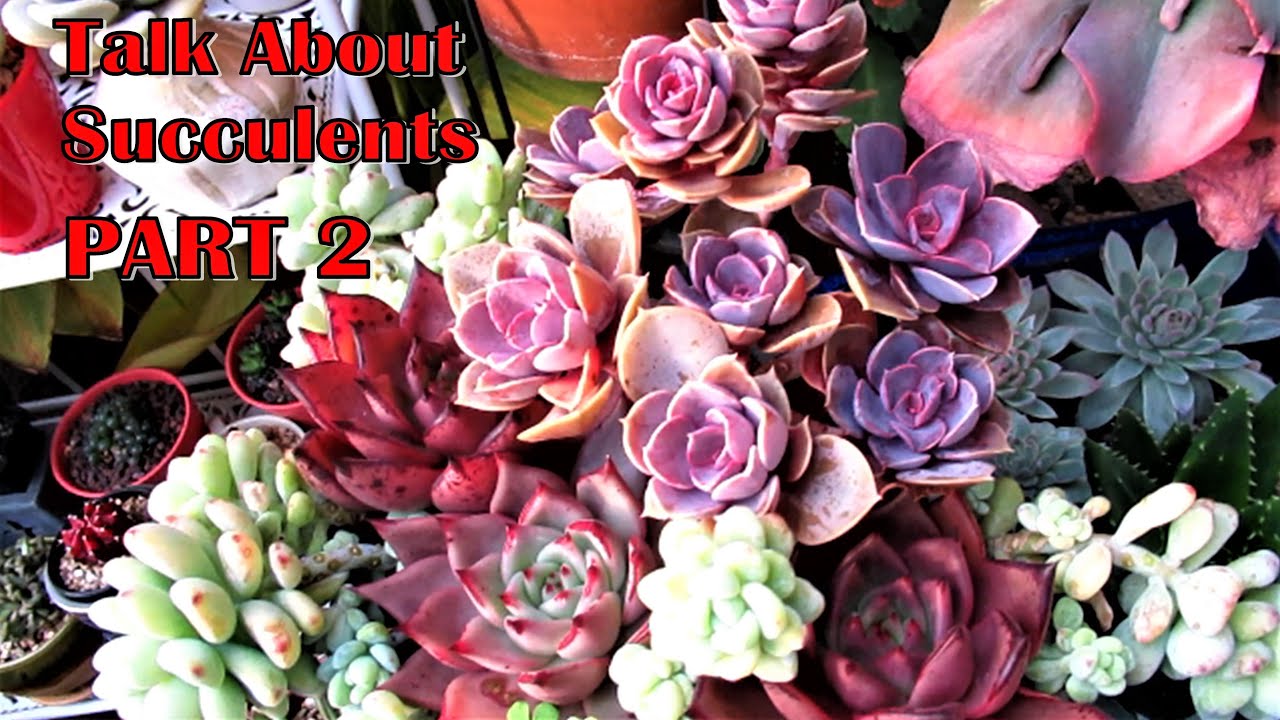 Talk About Succulents Part 2 | Liz Kreate