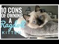 THE CONS OF OWNING A RAGDOLL KITTEN / CAT