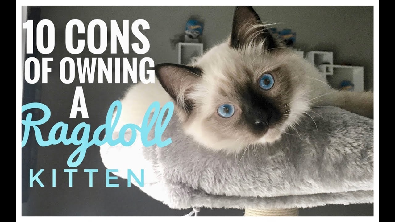 THE CONS OF OWNING A RAGDOLL KITTEN / CAT - YouTube