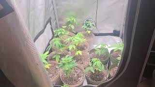 PHENO HUNTING 18 plants