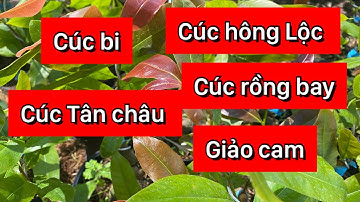Cúc bi tiên sinh, cúc rồng bay, cúc Tân châu, cúc hông Lộc, gia 80k/cây,bao ship,0397142252,26/12/20