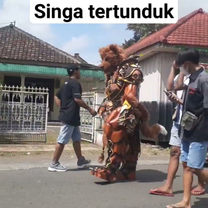 Singa berjalan, Gagah ‼🦁
