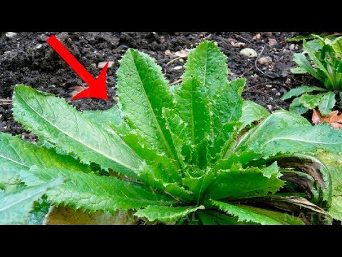 Do Not Pluck This Plant From Your Yard - It Has Powerful Soothing and Pain Relieving Properties