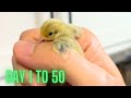 Button Quails Day 1 to 50 🐣