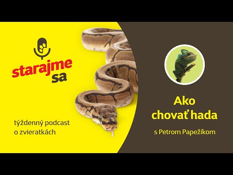 Video: Ako Chovať Hračkárskeho Teriéra