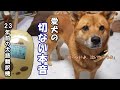 23年前のバウリンガルで気難しい愛犬の気持ちを聞いてみたらネガティブ全開で切なくなりました