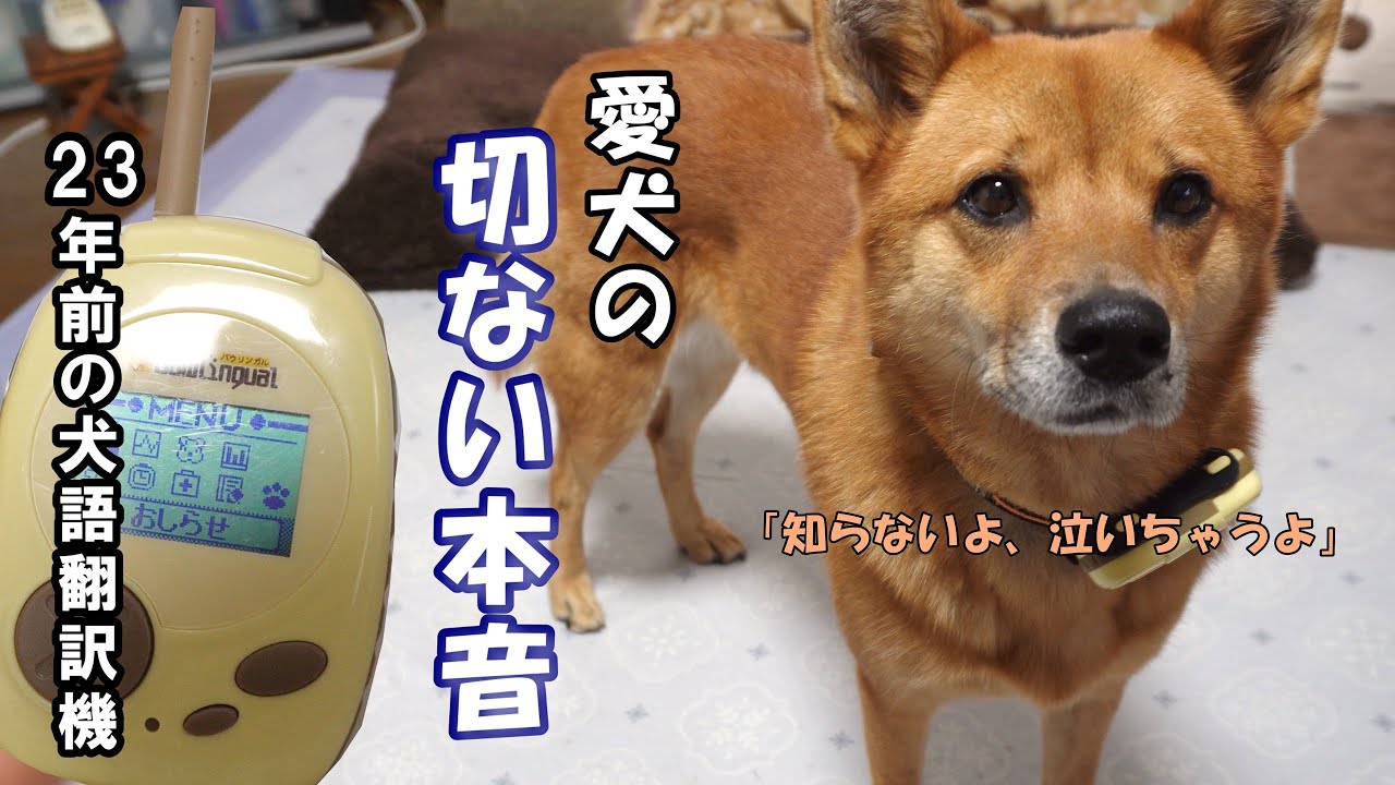 23年前のバウリンガルで気難しい愛犬の気持ちを聞いてみたらネガティブ全開で切なくなりました