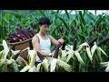 CEO joins the black corn harvest, a rare nutritious food also valued as a natural medicinal herb