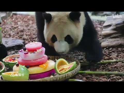 【大熊貓績笑】風浪姐妹生日餐誰吃的最開心？當然是成（績）笑。