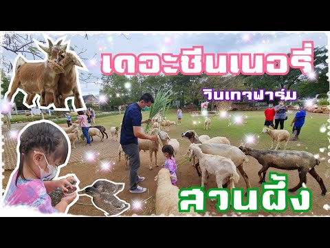 น้องพอใจ | เที่ยว เดอะซีนเนอรี่ วินเทจฟาร์ม รีสอร์ท สวนผึ้ง