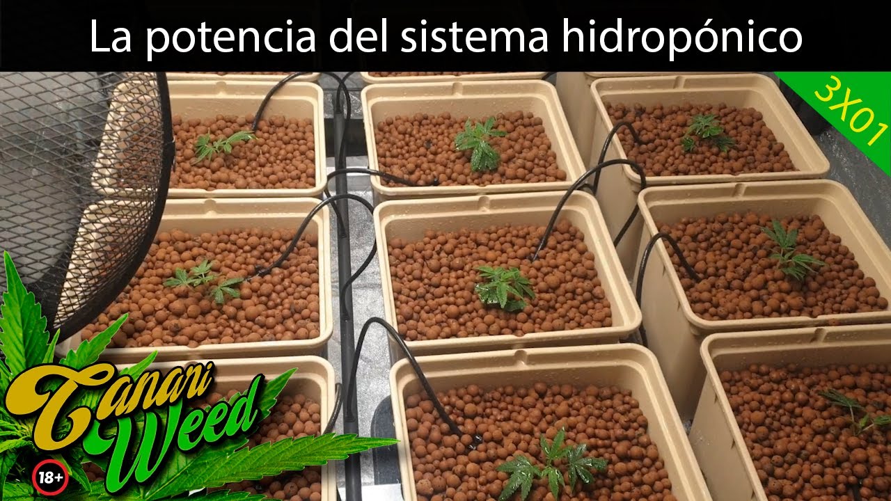 la POTENCIA del SISTEMA hidropónico /MARIHUANA medicinal🍁 *INDOOR* 2021