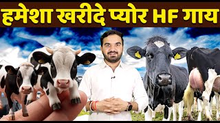 असली HF की पहचान कैसे करें | Specifications of pure Holstein Friesian cow | HF Pure Cow | High milk