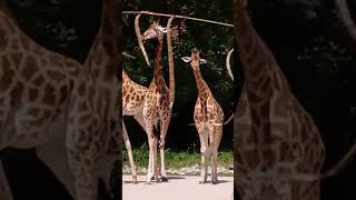 Girafes dans le Parc de la Tête dOr Lyon 6 ???????