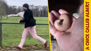 The weirdest egg ever + two more bonus videos to celebrate crossing 3.000.000 subs! by A Chick Called Albert 816,957 views 1 year ago 10 minutes
