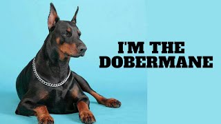 Everything you want to know about DOBERMAN by Pets World 29 views 2 years ago 3 minutes, 25 seconds