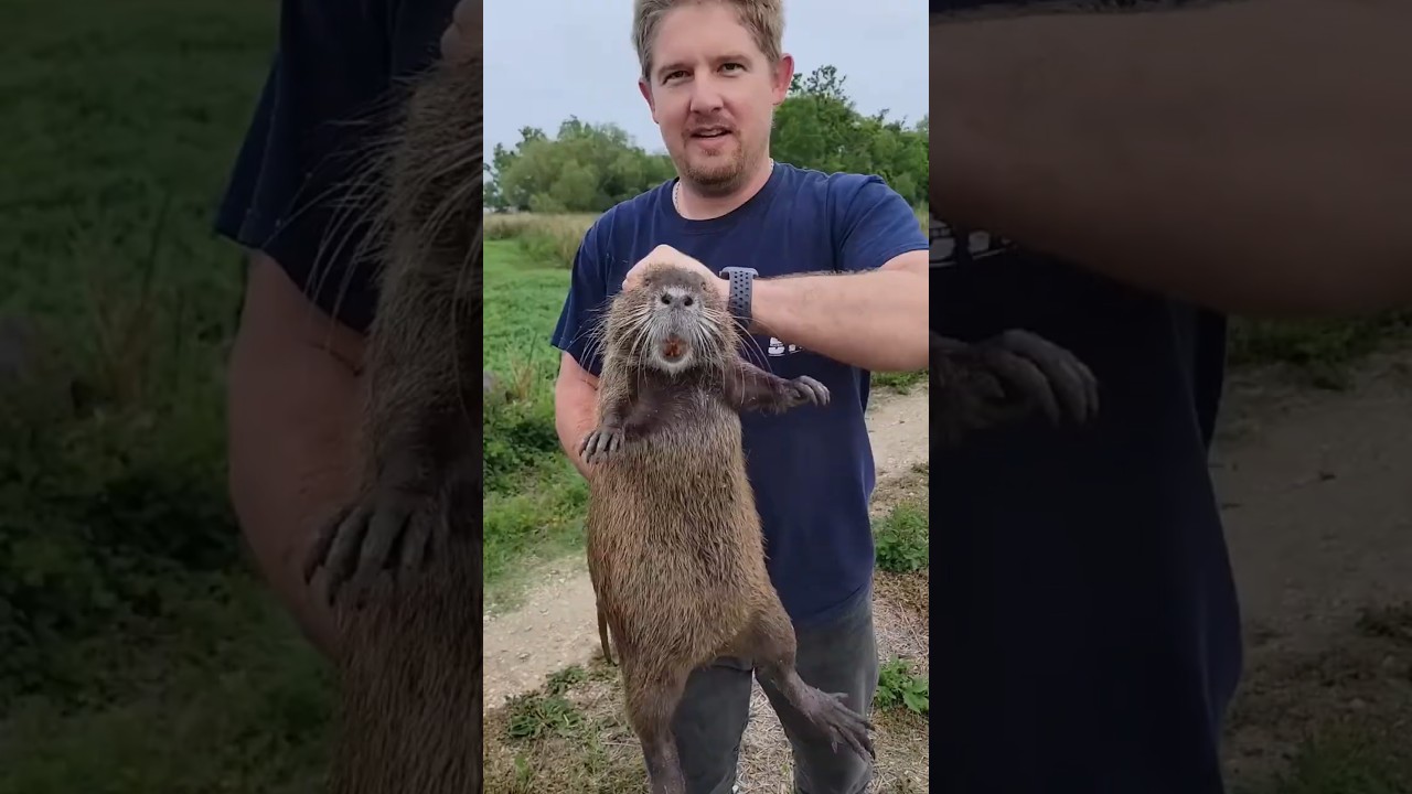 china bamboo rat farming !