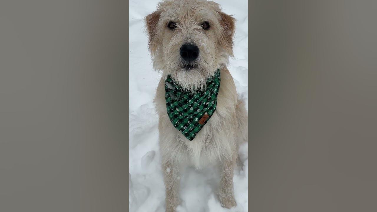 For just 5 cents a day, you can help Virgil refuse to come in from the