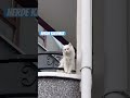 Balkondan konuşma desen var 😹  #shorts  #cat