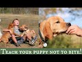 Stop Puppy Biting | Top 3 Training Solutions