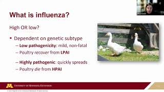 What is highly pathogenic avian influenza (HPAI)?