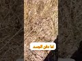لو كان جمال الجسد افضل من جمال الروح