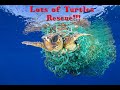 Sea Turtles rescued from a fishing net!!! Lots of turtles