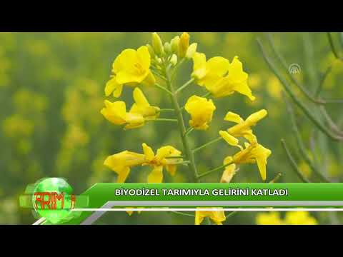 Video: Biodizel hansı məqsədlər üçün istifadə olunur?