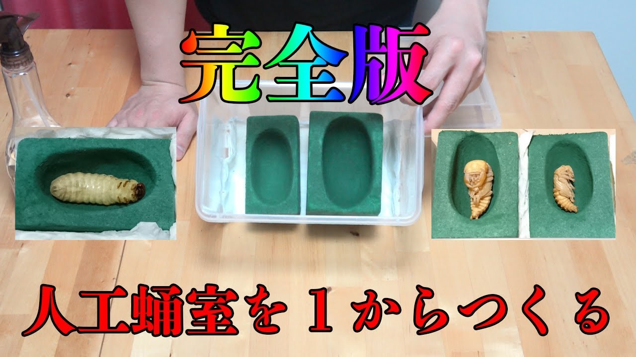 園芸用吸水スポンジ オアシス でクワガタの人工蛹室を作る方法 園芸用吸水スポンジ オアシス でクワガタの人工蛹室を作る方法