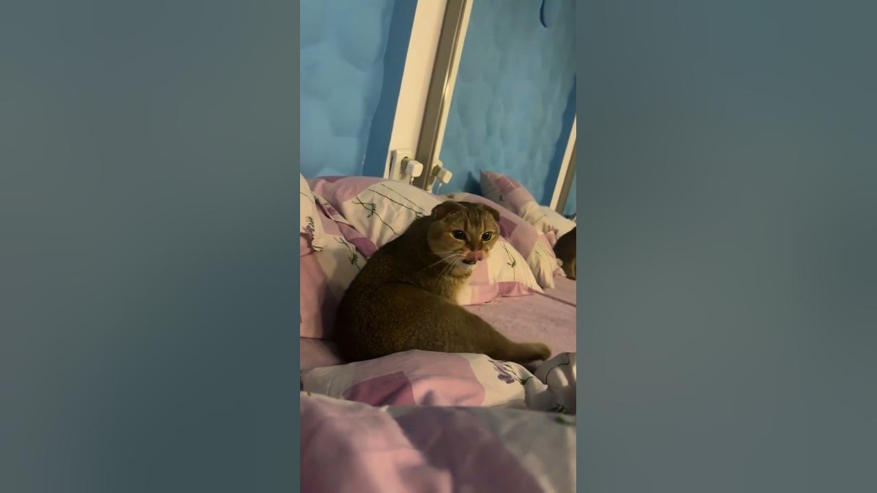 Кот милий - YouTube