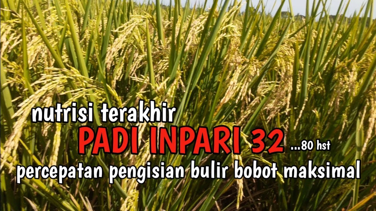 PADI INPARI 32   80 hst percepatan pengisian bulir bobot maksimal