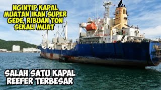 INILAH SALAH SATU KAPAL MUAT IKAN TERBESAR, SEKALI MUAT RIBUAN TON IKAN, REEFER CARGO SHIP