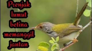 suara burung prenjak lumut | suara burung prenjak lumut betina memanggil jantan | masteran