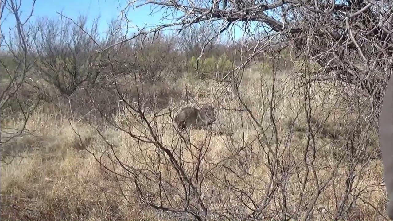 2024 Archery Javelina hunt in AZ YouTube