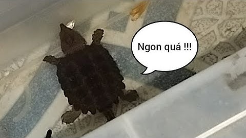 Vlog # 3 | Cận cảnh rùa cá sấu săn mồi và ăn cám